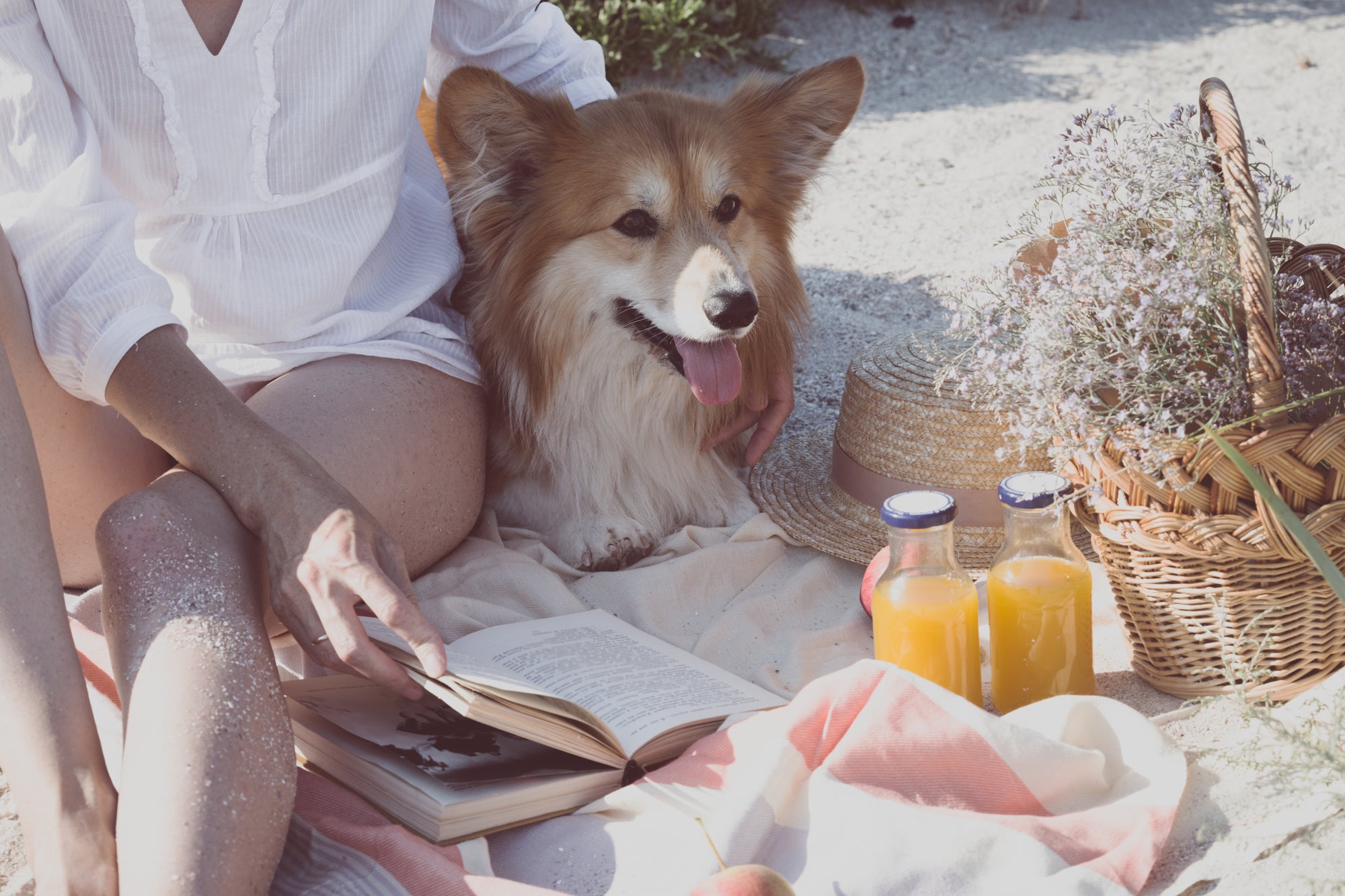 cute corgi with puppy energy at resort